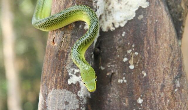 LINE Thailand Reveals the Future of Luxury at FLAIR BKK ’25 | Corporate – EQS News