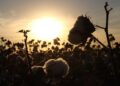 Georgia’s cotton fields are vanishing: Farmers warn industry is under threat – Albany Herald