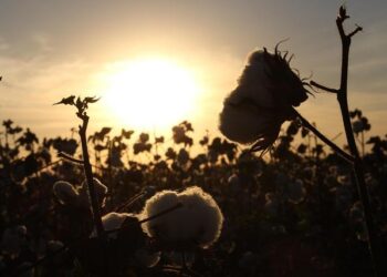 Georgia’s cotton fields are vanishing: Farmers warn industry is under threat – Albany Herald