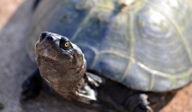 South Park clearly thankful it can drill into some of this Saudi Arabia stuff – AV Club