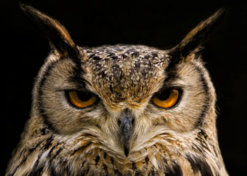 The Eagle Hunters of Kyrgyzstan – The Atavist Magazine