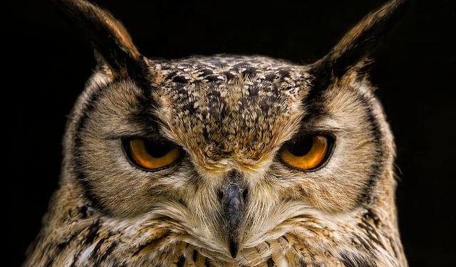 The Eagle Hunters of Kyrgyzstan – The Atavist Magazine