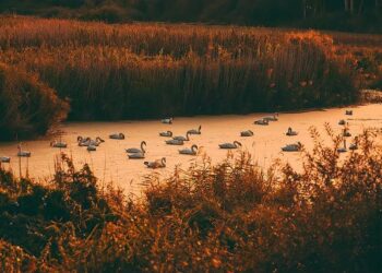 Qatar-Indonesia joint fund reflects Middle Eastern interest in Asia – Investment Monitor