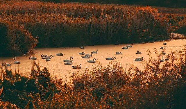 Qatar-Indonesia joint fund reflects Middle Eastern interest in Asia – Investment Monitor