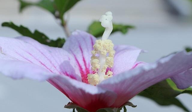 South Korean president mulls apology to North – Al Jazeera