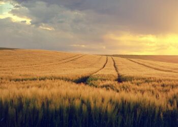 Sri Lanka Flood–Landslide Disaster: Over 486 Dead, At Least 341 Missing; India Steps In With Major Relief Assistance – The Logical Indian