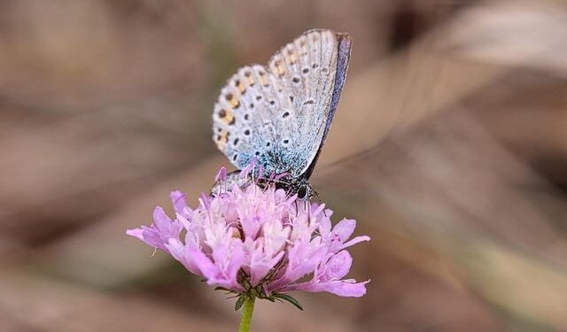 Ali wins Gwinnett County race, becoming the youngest state lawmaker serving in Georgia – Georgia Recorder