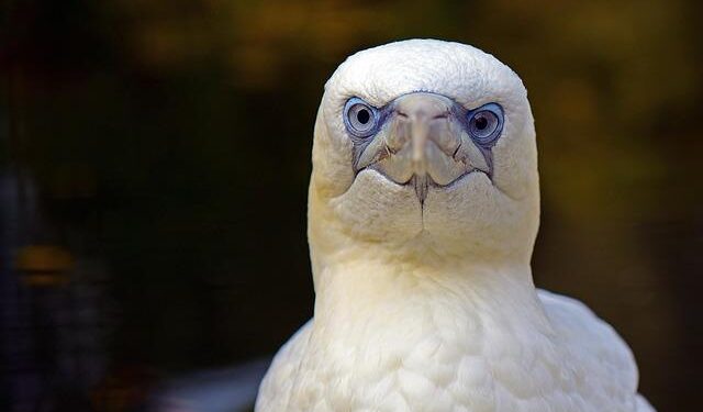 Dar Global and The Trump Organization Announce Two Global Firsts: Trump International Hotel Maldives and The World’s First Tokenized Hotel Development Project – The Trump Organization