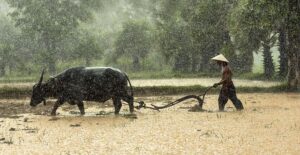 Asia flood death toll surpasses 1,500 as calls grow to fight deforestation – Albuquerque Journal