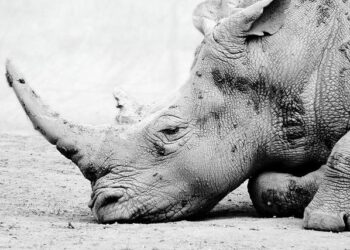 A Southern Uprising Puts Two US Partners on Collision Course in Middle East – Newsweek