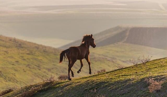 Azerbaijan invests 25B manats in Karabakh, East Zangezur – Latest news from Azerbaijan