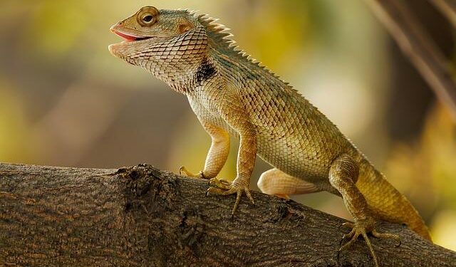 PIF | QSAS launches Alsirah Gardens project in Saudi Arabia – Public Investment Fund