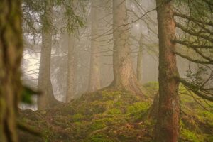 From the forests of Fastov to Armenia’s mountains: Viktoriia Haryacha’s journey “home” – The Armenian Weekly