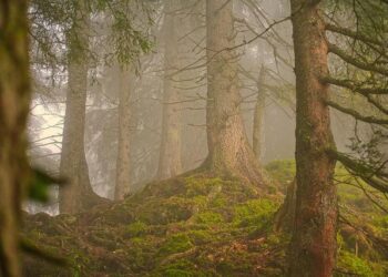 From the forests of Fastov to Armenia’s mountains: Viktoriia Haryacha’s journey “home” – The Armenian Weekly