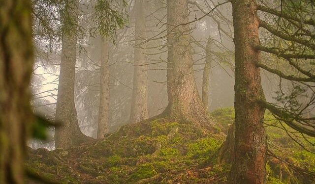 From the forests of Fastov to Armenia’s mountains: Viktoriia Haryacha’s journey “home” – The Armenian Weekly