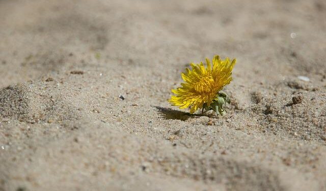 IFRC and CIDCA launch first joint project in Asia to strengthen climate resilience in Mongolia – IFRC