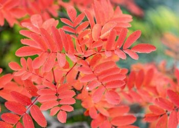 Japan’s ‘weird’ websites – Asian Tech Roundup – Computing UK