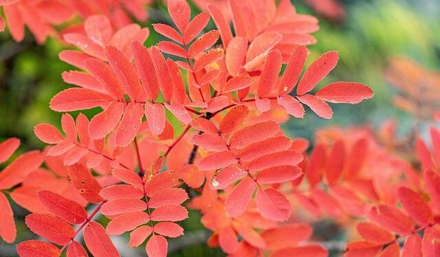 Japan’s ‘weird’ websites – Asian Tech Roundup – Computing UK