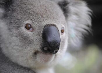 Australia says it would not block Turkey as COP host – The Jakarta Post