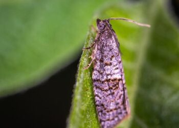 MOL invests in Singapore cold-chain specialist, CKL – Logistics Manager