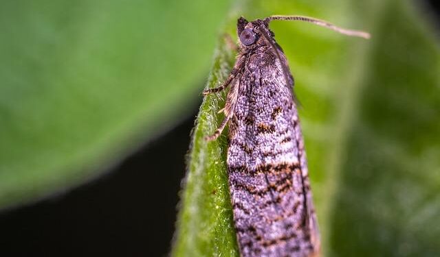 MOL invests in Singapore cold-chain specialist, CKL – Logistics Manager