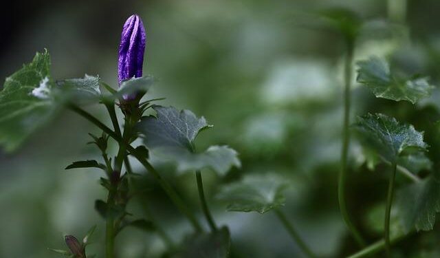 Early Warnings for All – Defining Success, Lao PDR – World Meteorological Organization WMO