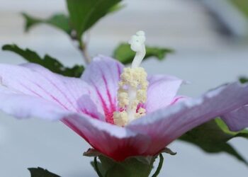 South Korean president visits China following Beijing’s rising tensions with Japan over Taiwan – The Independent