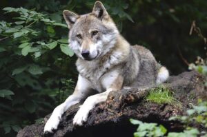 Iraq Wolf Supermoon – GazetteXtra