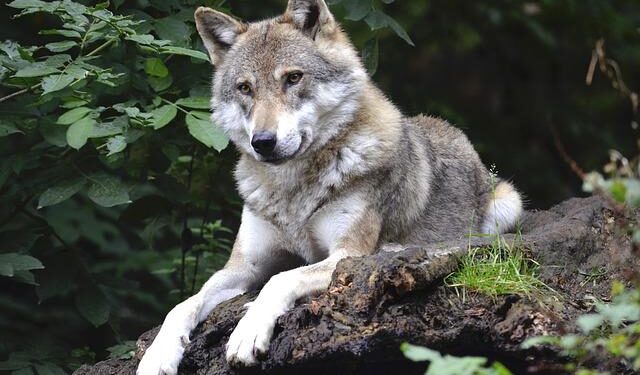 Iraq Wolf Supermoon – GazetteXtra