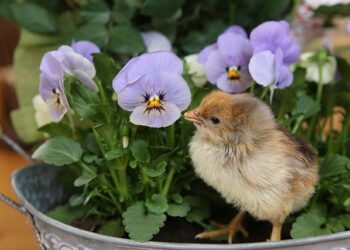 Nestlé recalls certain batches of baby formula in Kyrgyzstan over toxin risk – 24.KG