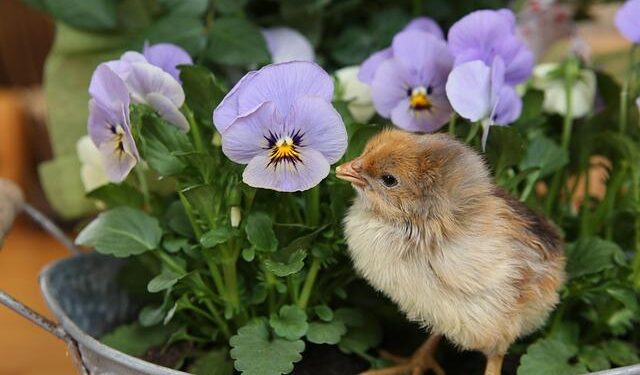 Nestlé recalls certain batches of baby formula in Kyrgyzstan over toxin risk – 24.KG