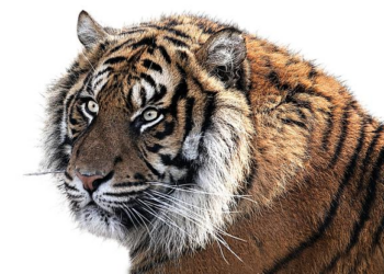 Endangered Flat-Headed Cats Were Just Photographed In Thailand For The First Time In 30 Years – All That’s Interesting