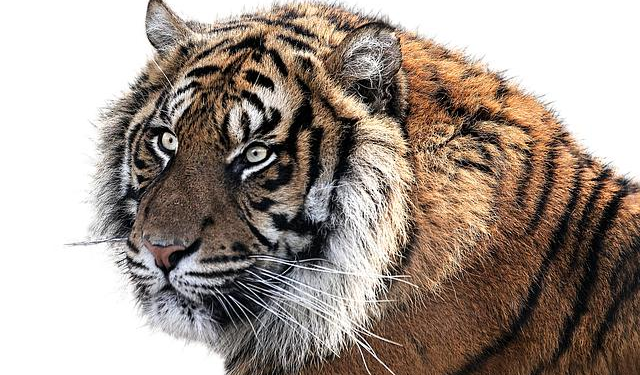 Endangered Flat-Headed Cats Were Just Photographed In Thailand For The First Time In 30 Years – All That’s Interesting