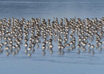 Washington draws line on Iran-backed “militias” role in Iraq – Shafaq News – شفق نيوز