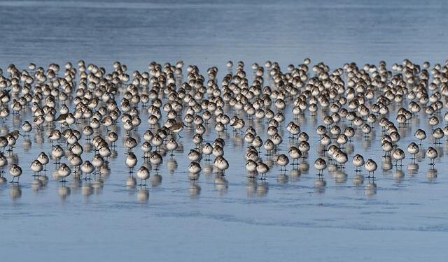 Washington draws line on Iran-backed “militias” role in Iraq – Shafaq News – شفق نيوز