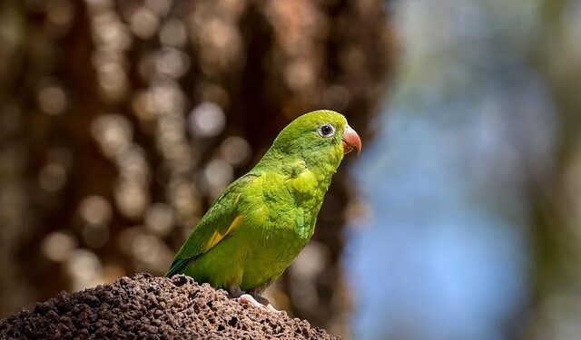 South Korea’s central bank holds rates to safeguard financial stability – Nikkei Asia