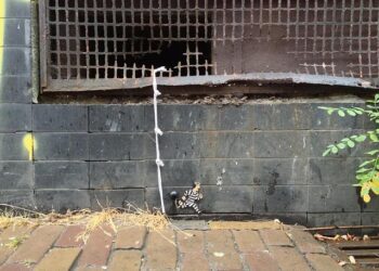 Prison breaks and renewed clashes raise alarm in northeast Syria – UN News