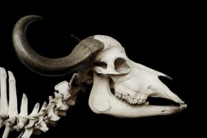 What animal bones from northeastern Mongolia reveal about life on the medieval Liao frontier – Phys.org