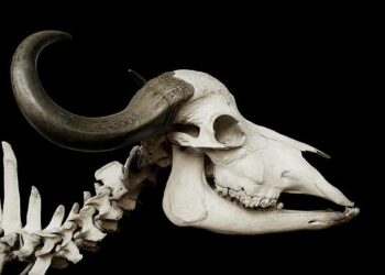 What animal bones from northeastern Mongolia reveal about life on the medieval Liao frontier – Phys.org