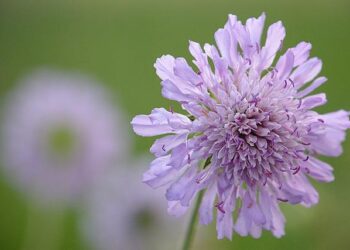 Widows in Afghanistan Grow Food and a Future – United Nations Sustainable Development Group