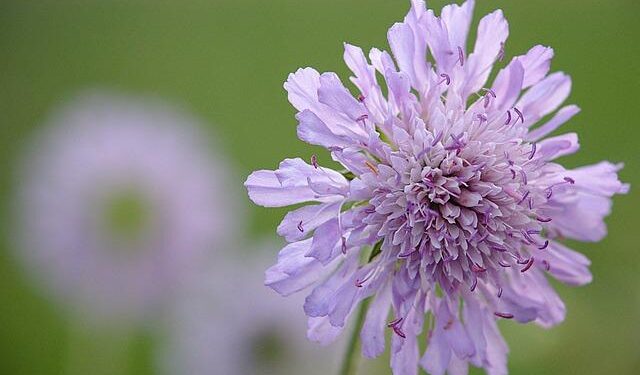 Widows in Afghanistan Grow Food and a Future – United Nations Sustainable Development Group