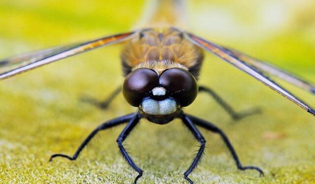 Asia spot prices rise for third straight week on cold weather demand – The Peninsula Qatar