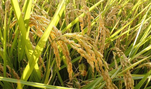 UAE squad for Asia Cup 2025 announced: Full list, captain, and match schedule – Times of India