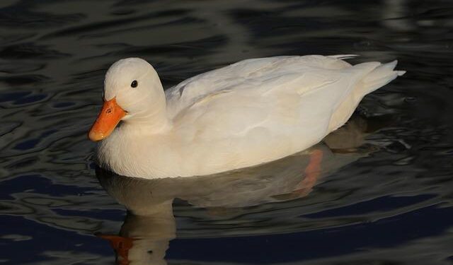 India A vs Oman Rising Stars Asia Cup Live Streaming: When, where and how to watch IND vs OMN live on TV and online | Cricket – Hindustan Times