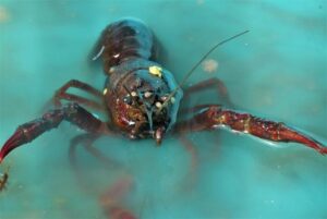 Vietnam’s Seafood Exports Soar 13% in January Fueled by Asian Markets – Retail News Asia