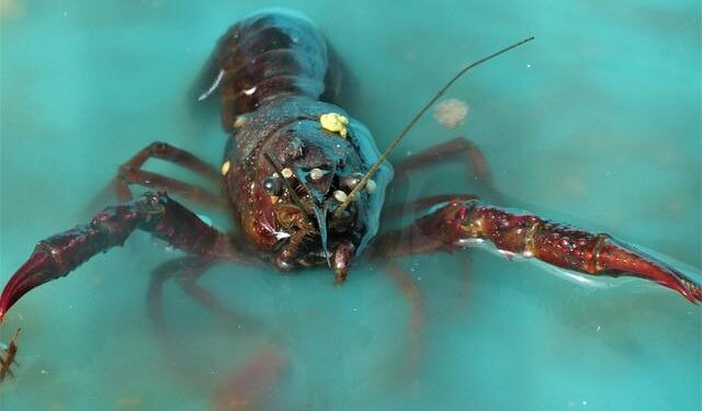 Vietnam’s Seafood Exports Soar 13% in January Fueled by Asian Markets – Retail News Asia