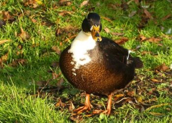 World Cup joy for Qatar – The AFC