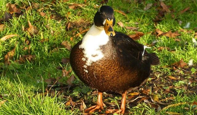 World Cup joy for Qatar – The AFC