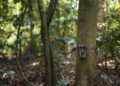 Eyes in the forest: how camera traps empower people and protect biodiversity in Lao PDR – iucn.org
