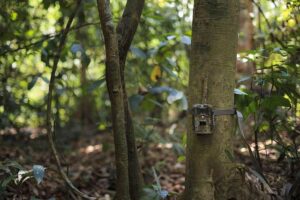 Eyes in the forest: how camera traps empower people and protect biodiversity in Lao PDR – iucn.org